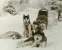 Sled dog RPG