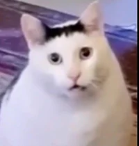 Huh cat
