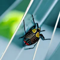 Stickbug on a window