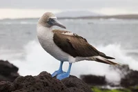 Blue-Footed Booby