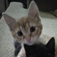 POOKI
