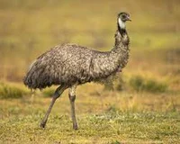 emu