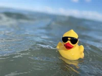 Rubber duck