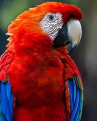 Parrot Ai