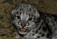 Baby snow leopard