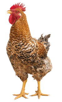 Pollo mascota 