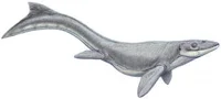 Prognathodon