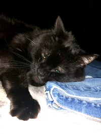 Gary the cat
