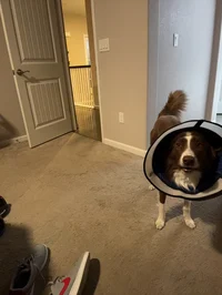 Jack jack the dog