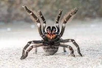 Turantula