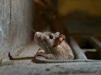 Life in the Sewers