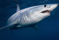 Shark