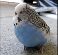 fat parrot