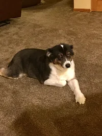 Sandy the dog