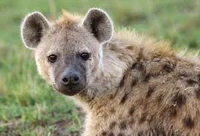 hyena