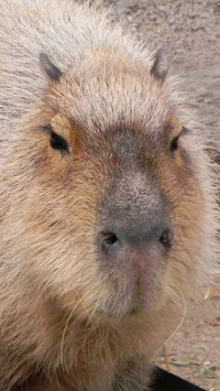Capybara