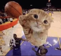 Ballin Cat