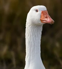 Therapy goose