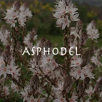 Asphodel Inc