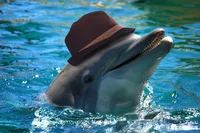 JingoMingo