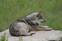 Wolf Therian Boy