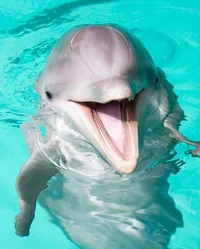 Dolphin