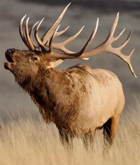 Elk