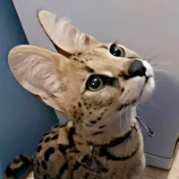 Serval