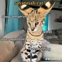 Cat Pride