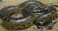 Green Anaconda