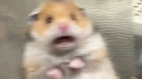 Screaming hamster