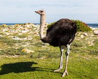 Ostrich 