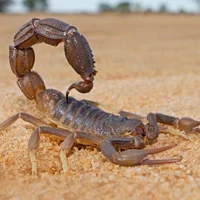Parasitic Scorpions