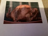 Turkey for Dinner
