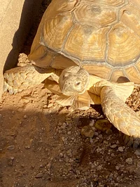 Tortoise 