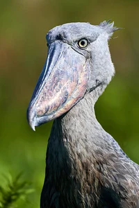 Shoebill