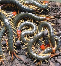Parasitic Centipedes