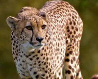 Cheetah 