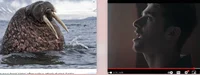 Walrus Vs Human