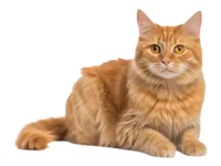Orange Cat