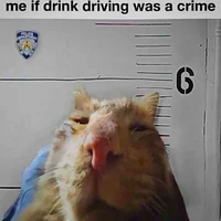 Drunk Driving Cat