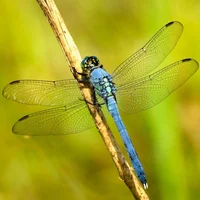 ParasiticDragonflies
