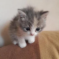 Gatito bebe perdido