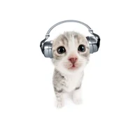 Music cat