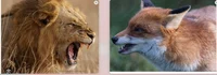 Lion Vs Fox