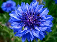 Erika the flower
