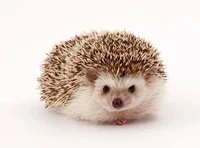 Hedgehog