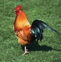 Cock