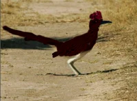 A road runner 