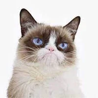 grumpy cat